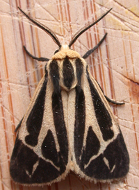 Nais Tiger